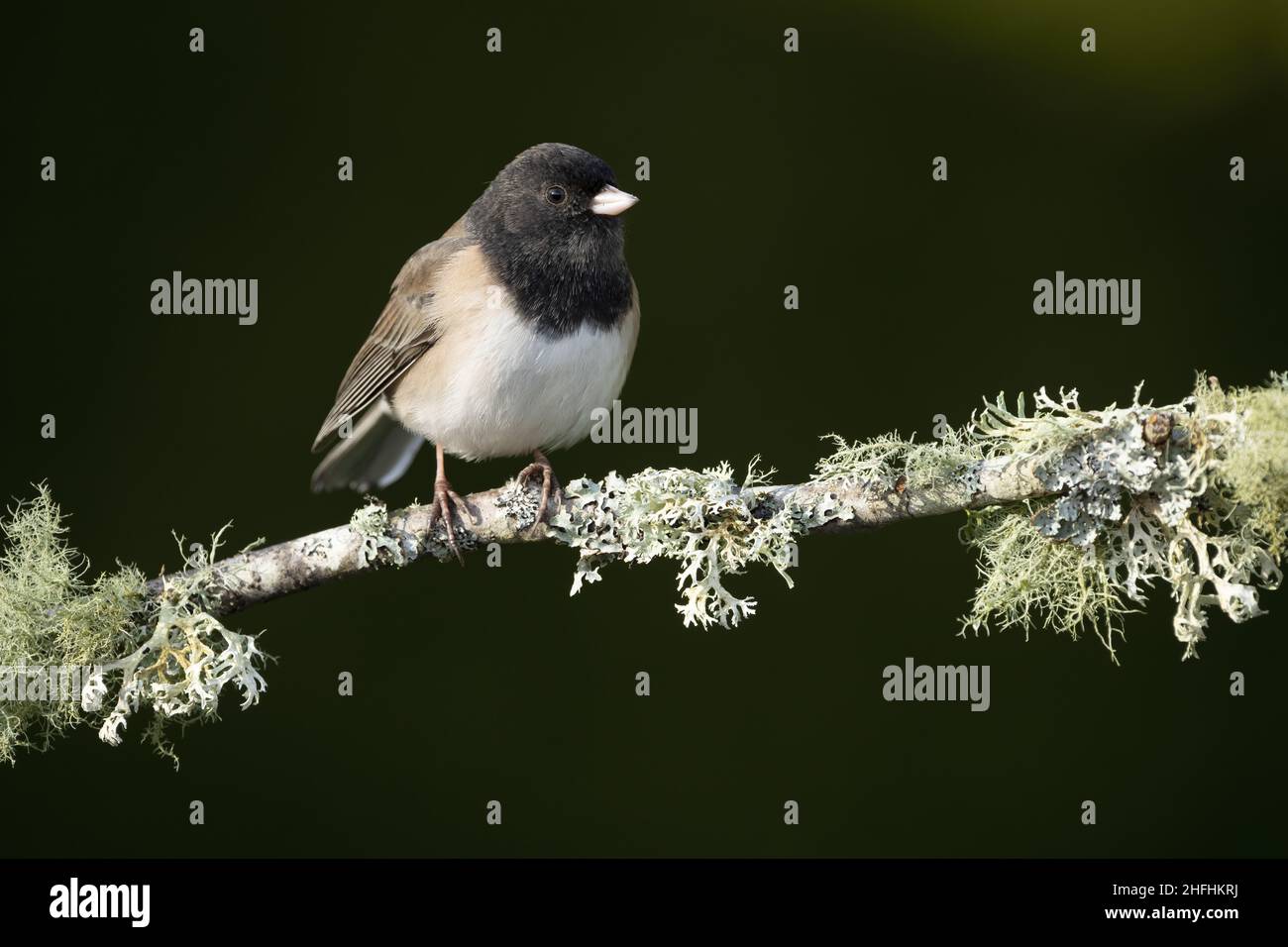 Männlicher dunkeläugiger junco thronte auf einem mit Flechten bedeckten Zweig, Snohomish, Washington, USA Stockfoto