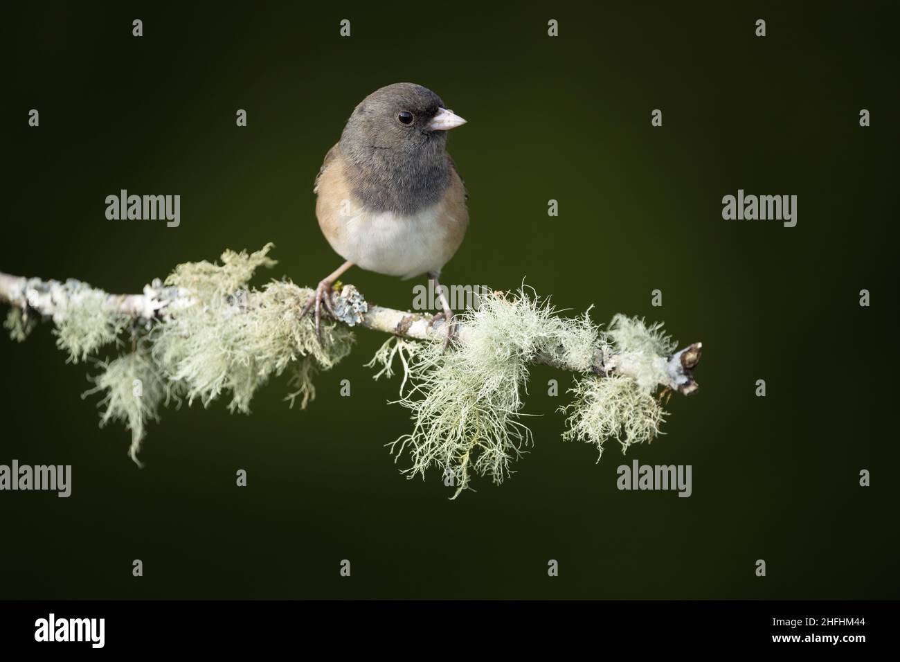 Weibliche dunkeläugige junco thronte auf einem mit Flechten bedeckten Zweig, Snohomish, Washington, USA Stockfoto