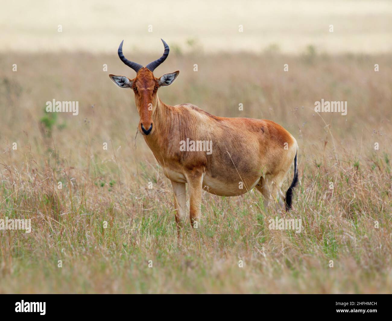 Coke Hartebeest - Alcelaphus buselaphus oder kongoni, Antilope aus Kenia und Tansania, kann mit Lelwel hartebeest brüten, Hybrid der Kenya Highland Stockfoto