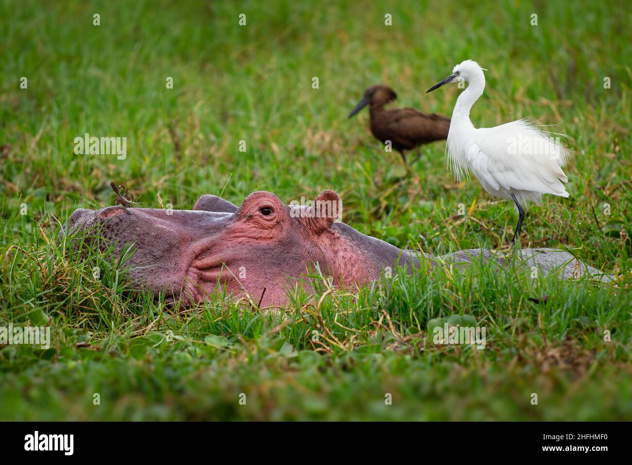 Hippopotamus - Hippopotamus amphibius oder Nilpferd große, meist pflanzenfressende, semiaquatische Säugetiere, die in Afrika südlich der Sahara beheimatet sind, im Wasser mit Hamerkop Stockfoto