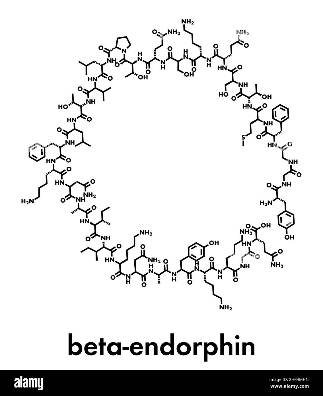 Betaendorphin endogene Opioide Peptid Molekül. Skelettmuskulatur