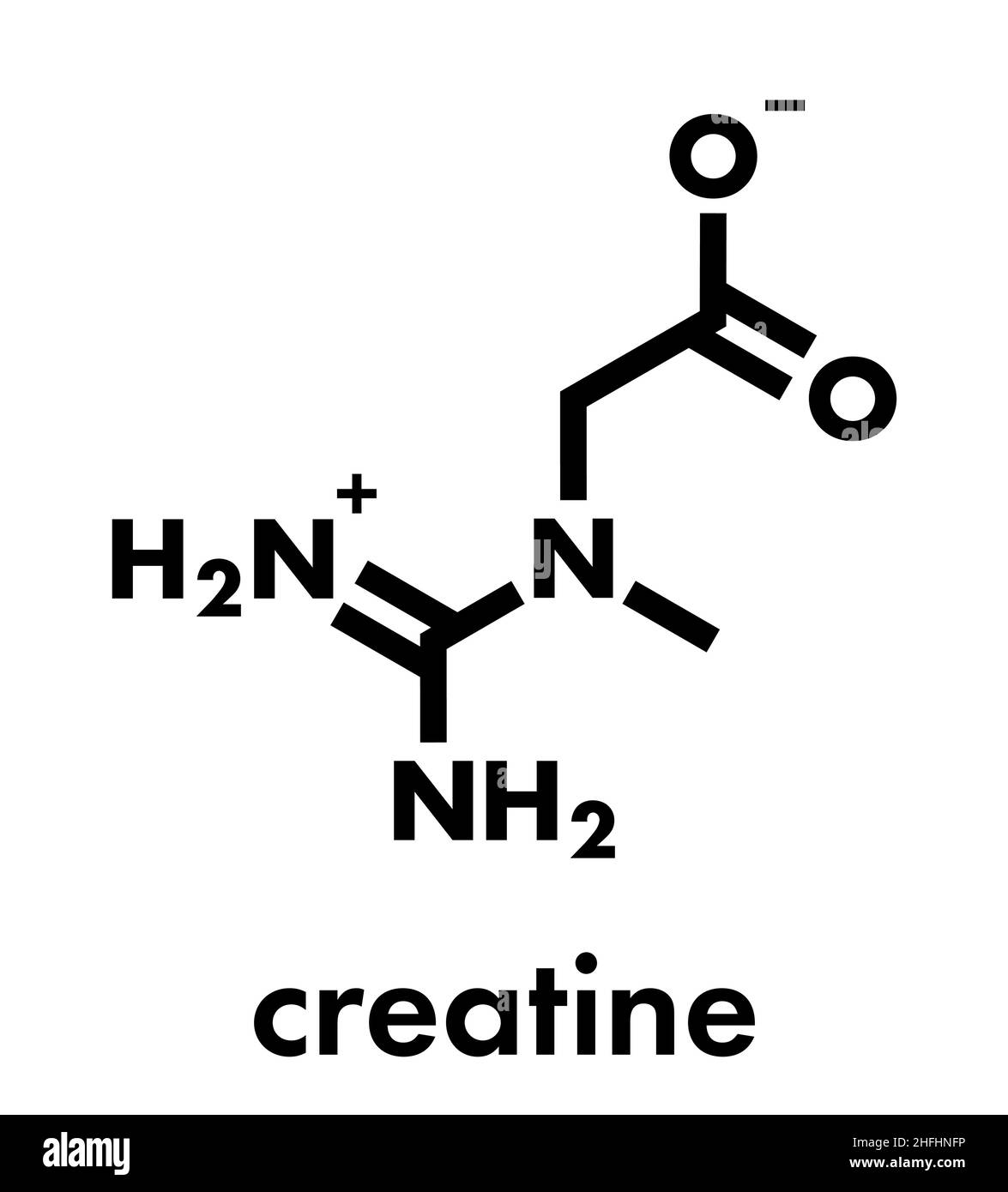 Kreatin-Molekül. Wird oft in Nahrungsergänzungsmitteln verwendet. Skelettformel. Stock Vektor