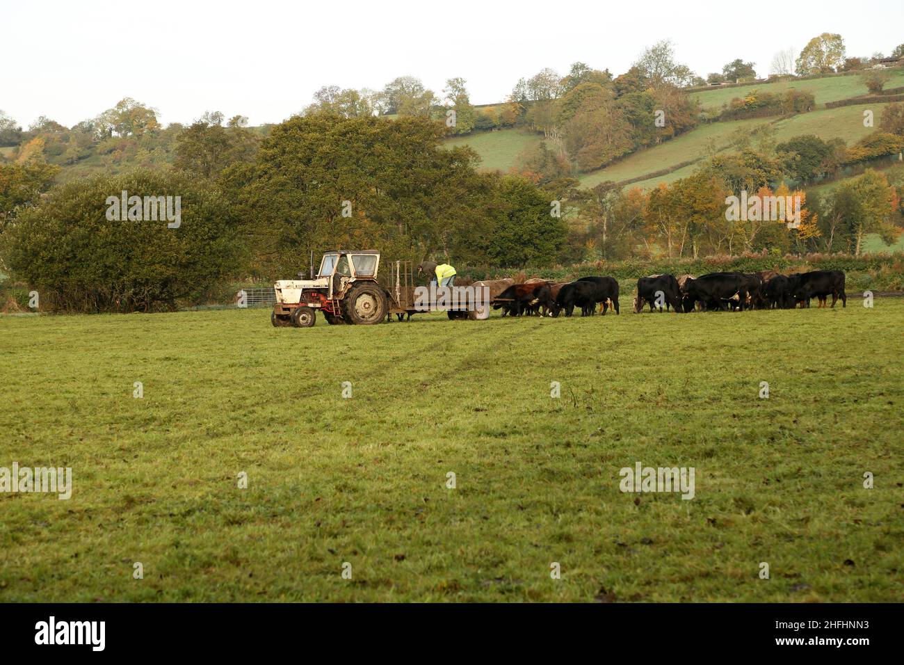 Oktober 2015 - zwei Männer füttern Rinder vom Rücken eines fahrerlosen Traktors, der sich über ein Feld bewegt, gefolgt von Kühen Stockfoto