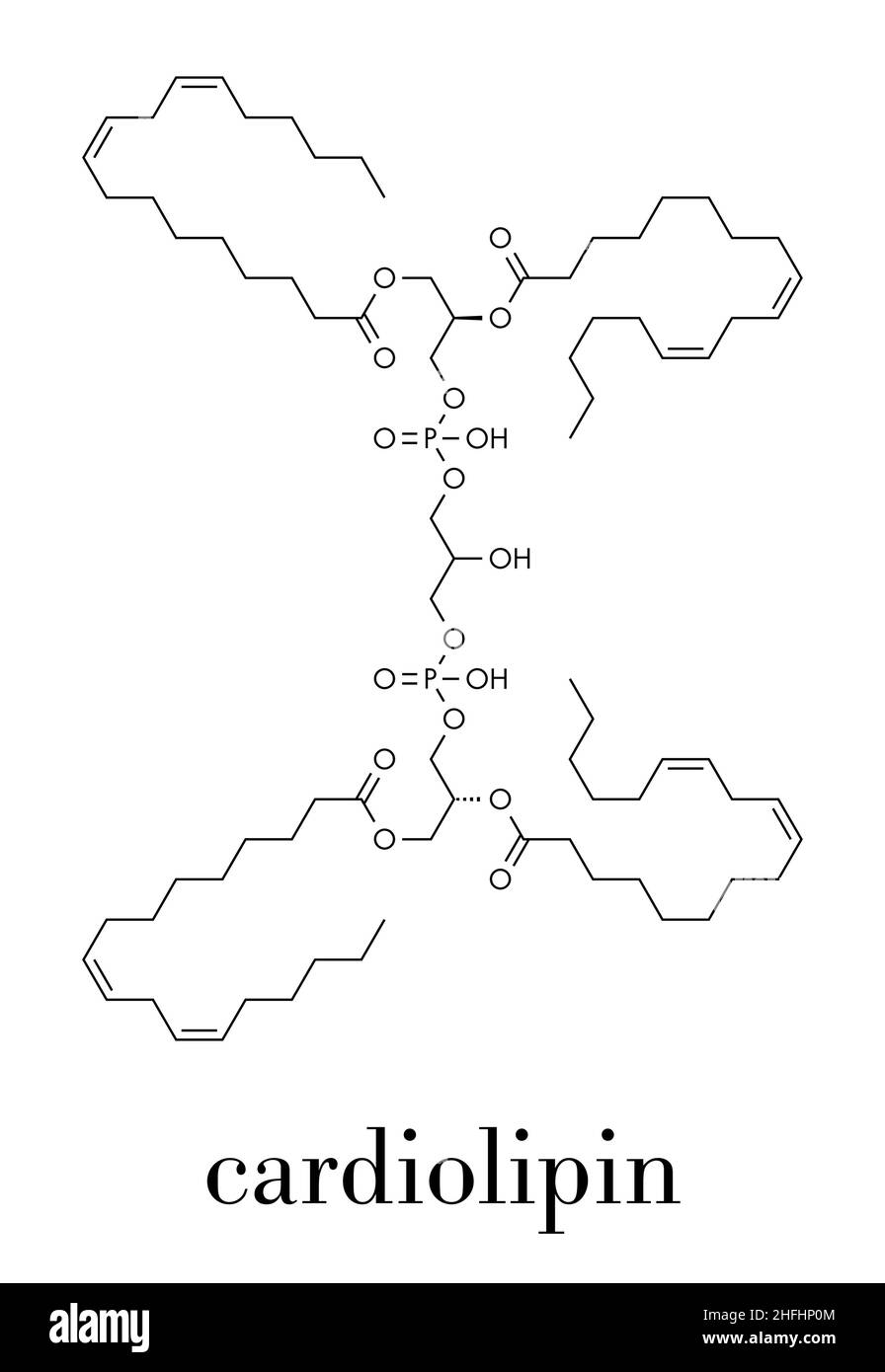 Cardiolipin (tetralinoleoyl cardiolipin) Molekül. Wichtiger Bestandteil der inneren Membran der Mitochondrien. Skelettmuskulatur Formel. Stock Vektor