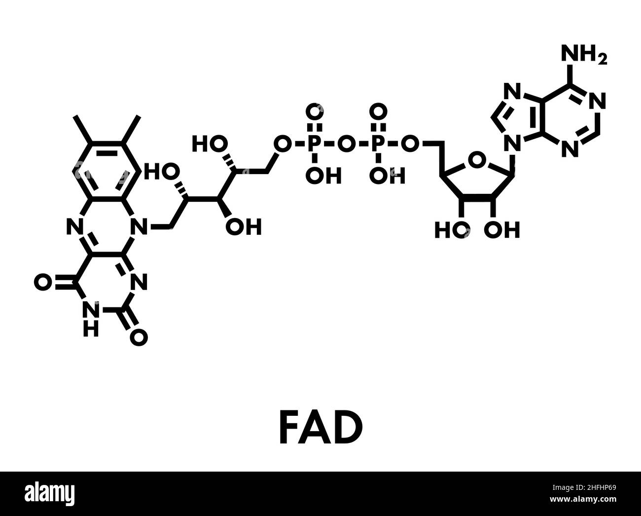 Flavin-adenin-dinucleotid (FAD) redox Coenzym Molekül. Skelettmuskulatur Formel. Stock Vektor