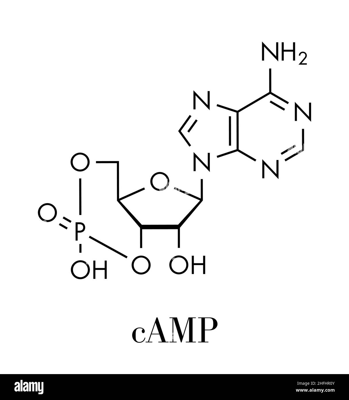 Zyklisches Adenosinmonophosphat (cAMP) Zweite messenger Molekül. Spielt Rolle bei der intrazellulären Signaltransduktion. Skelettmuskulatur Formel. Stock Vektor