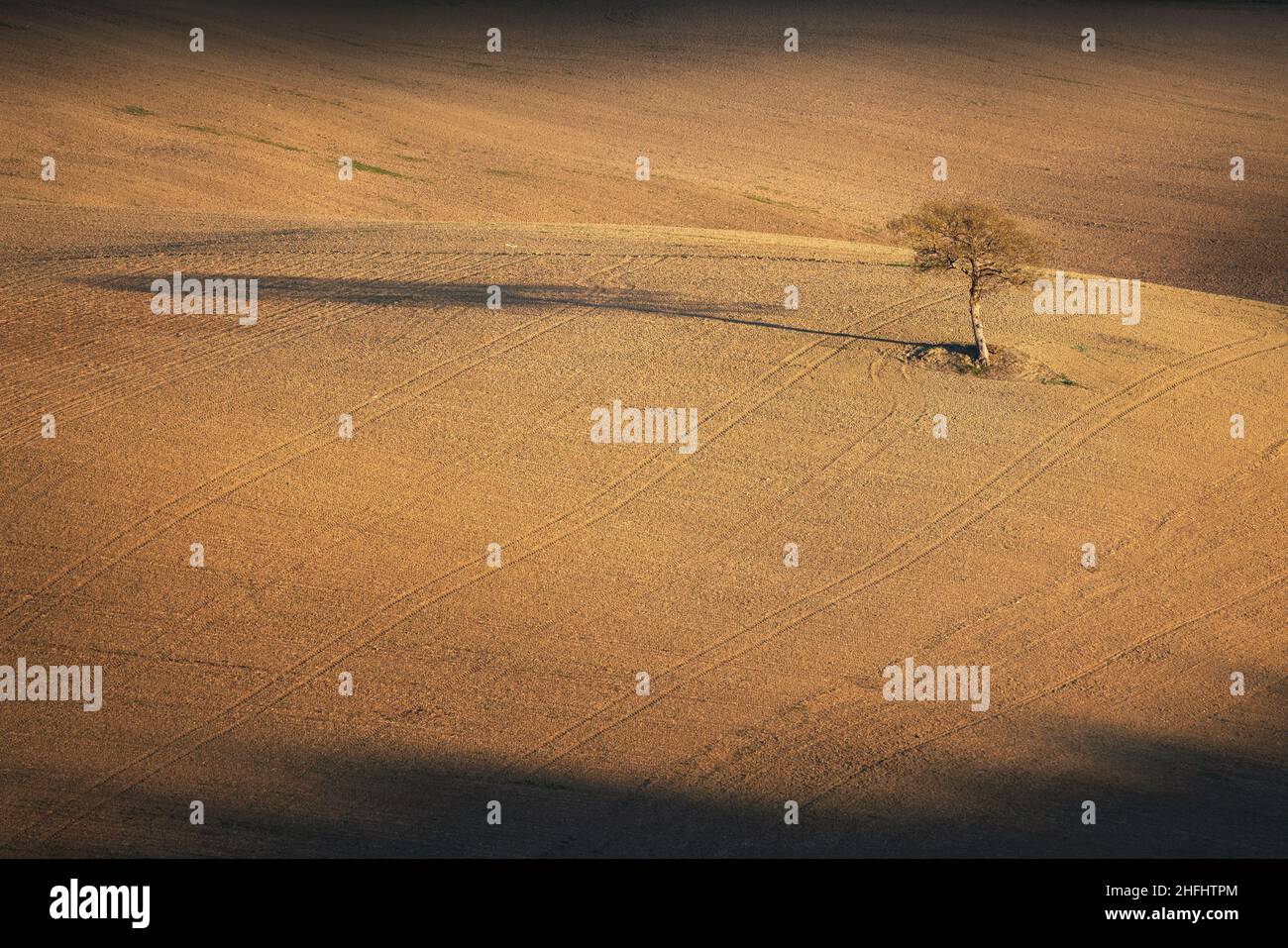 Einsamer Baum und sein langer Schatten in einem gepflügten Feld in der toskanischen Landschaft bei Sonnenuntergang. Italien Stockfoto