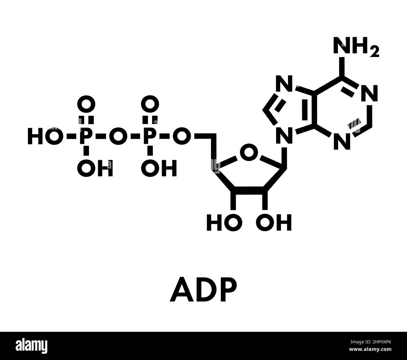 Adenosindiphosphat (ADP) Molekül. Spielt wichtige Rolle bei der Verwendung und Lagerung in der Zelle. Skelettmuskulatur Formel. Stock Vektor