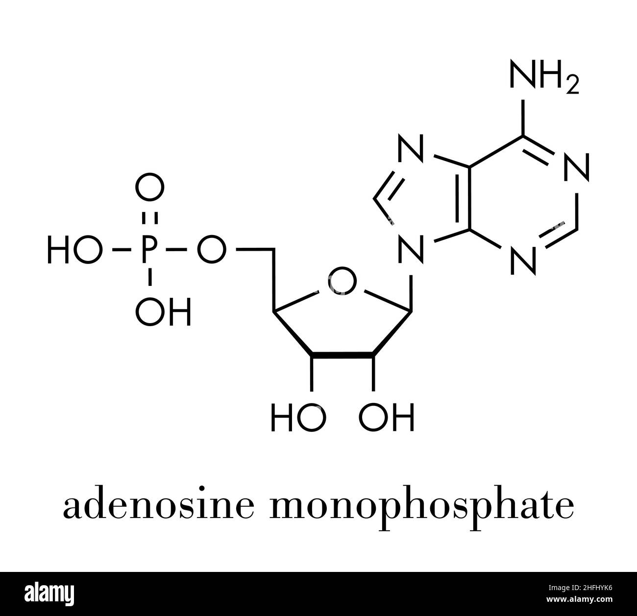 Adenosinmonophosphat (AMP, Adenylsäure)-Molekül. Nukleotid-Monomer der RNA. Besteht aus Phosphat-, Ribose- und Adeninmoieties. Skelettformel Stock Vektor
