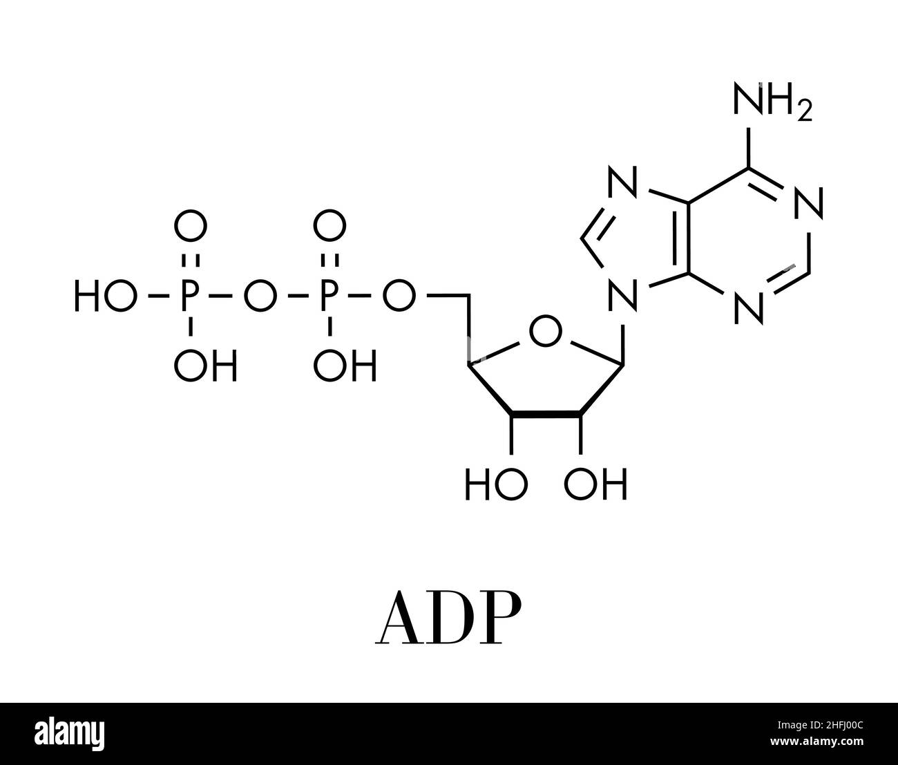 Adenosindiphosphat (ADP) Molekül. Spielt wichtige Rolle bei der Verwendung und Lagerung in der Zelle. Skelettmuskulatur Formel. Stock Vektor