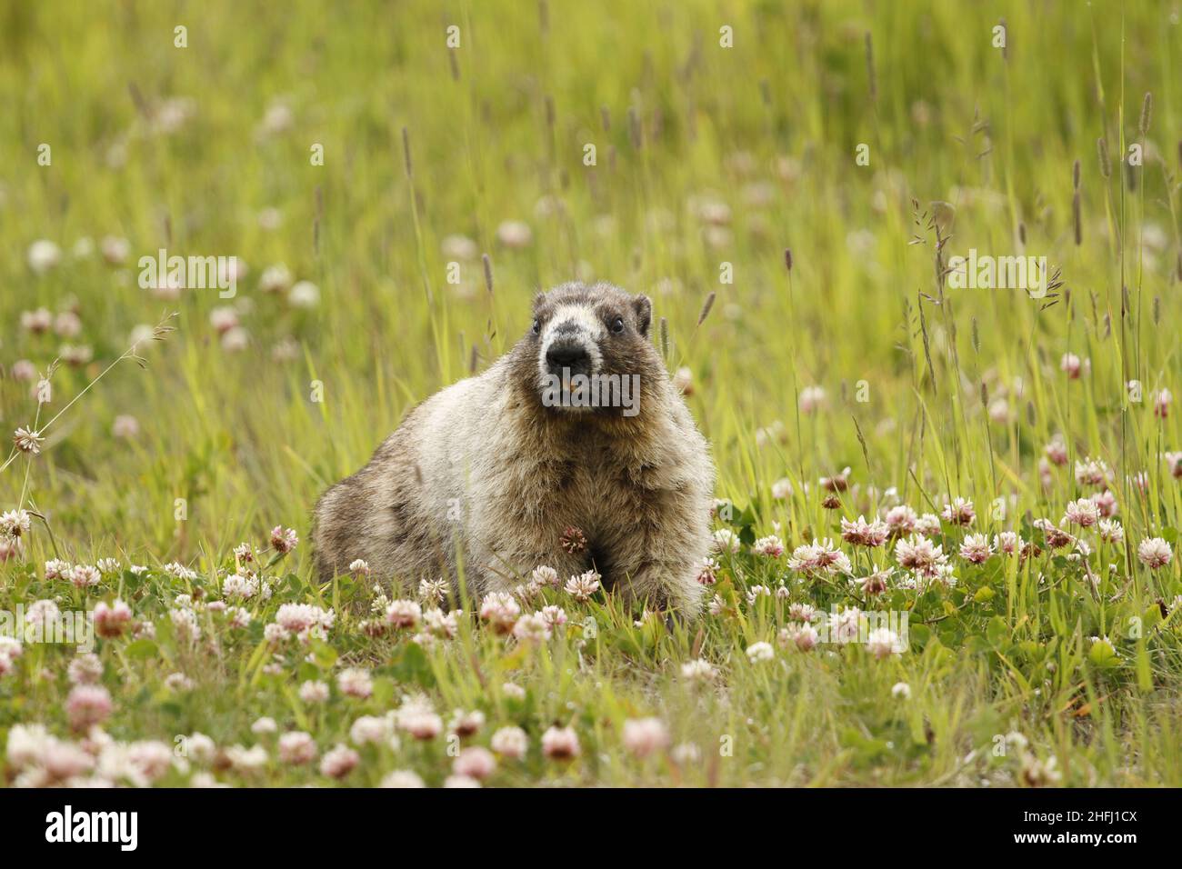 Ein grauer Marmot (Marmota caligata) in einem grasbewachsenen Feld mit blühendem Kleeblatt auf dem Blackcomb Mountain in der Nähe von Whistler, BC, Kanada Stockfoto
