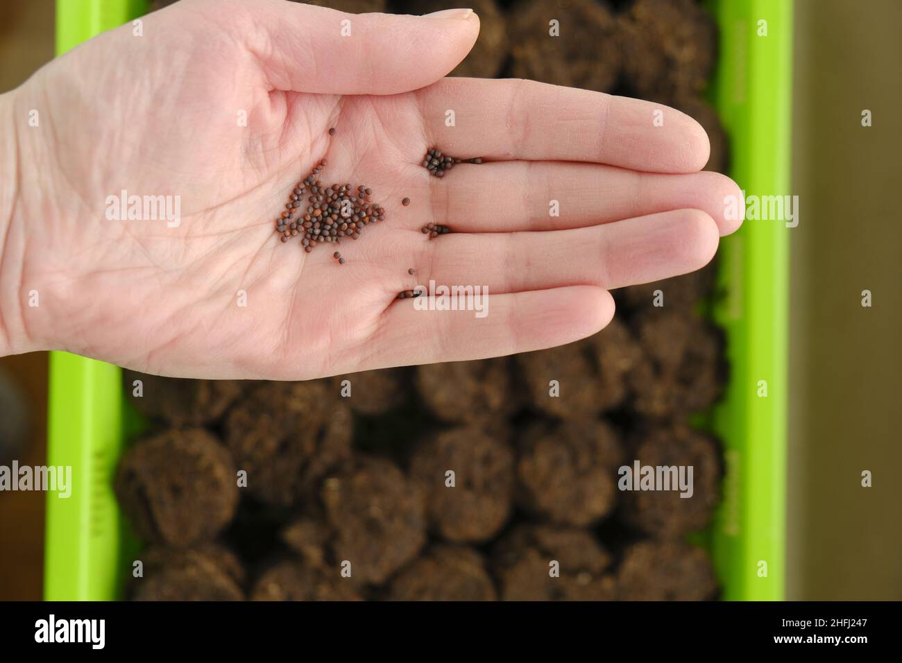 Samen säen. Hand mit Samen .Anbau von seedlings.plant Samen in Torftabletten. Blick von oben.Hausgarten. Stockfoto