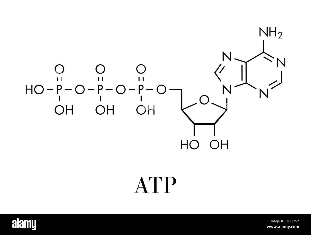 Adenosintriphosphat (ATP)-Molekül. Funktionen als Neurotransmitter, RNA-Baustein, Energieübertragungsmolekül usw. Skeletal Formel. Stock Vektor
