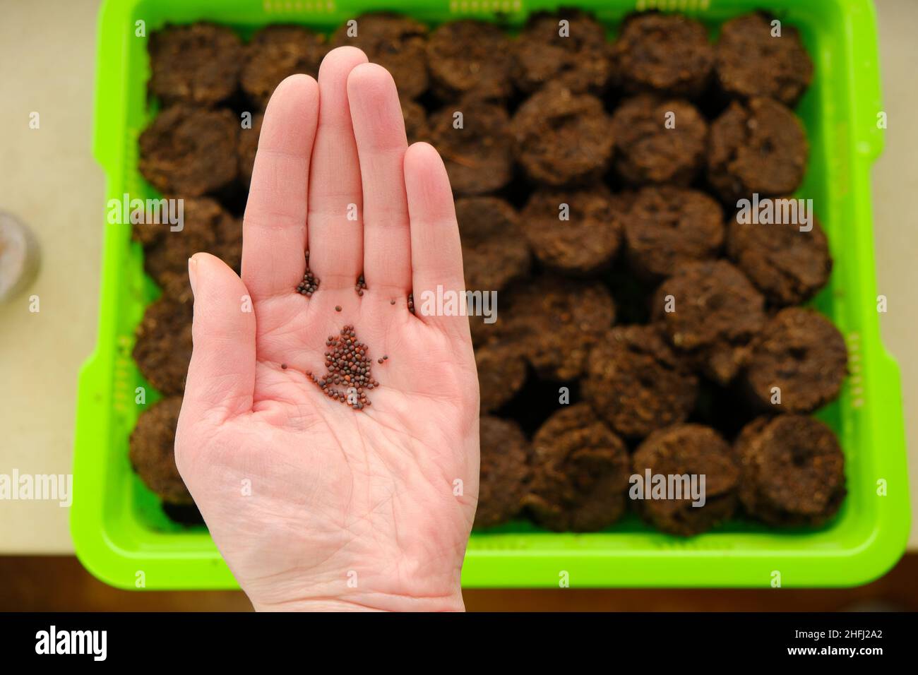 Samen säen. Hand mit Samen auf Torftabletten.Anbau von seedlings.plant Samen in Torftabletten. Hausgarten. Stockfoto