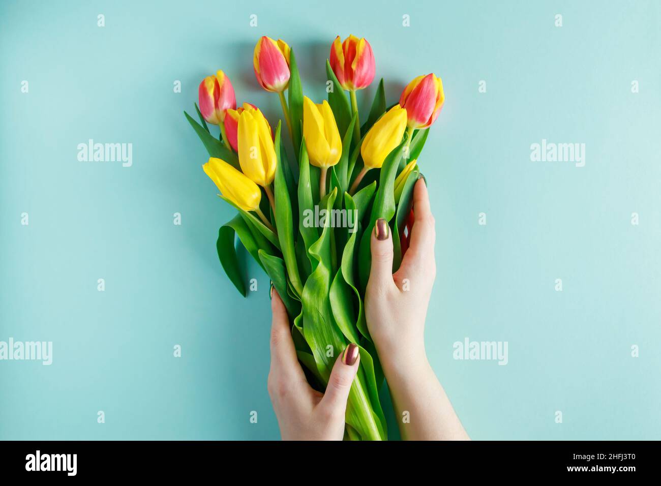 Weibliche Hände halten Bouquet von Tulpen auf blauem Hintergrund. Geschenk für den Frühlingsurlaub. Stockfoto