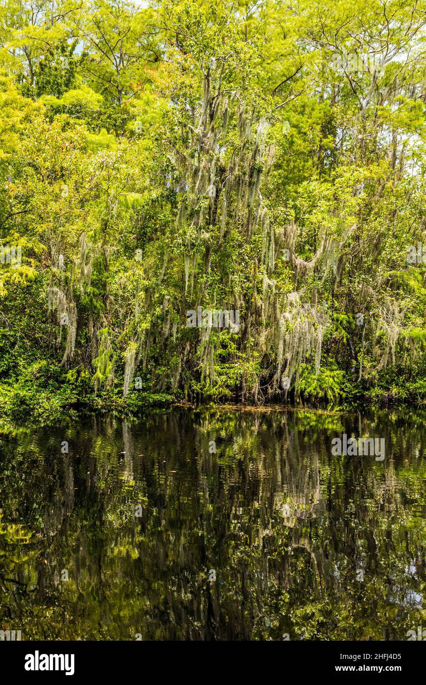 Unterholz und Wurzeln von grünen Mangrovenbäumen im Everglades National Park Stockfoto