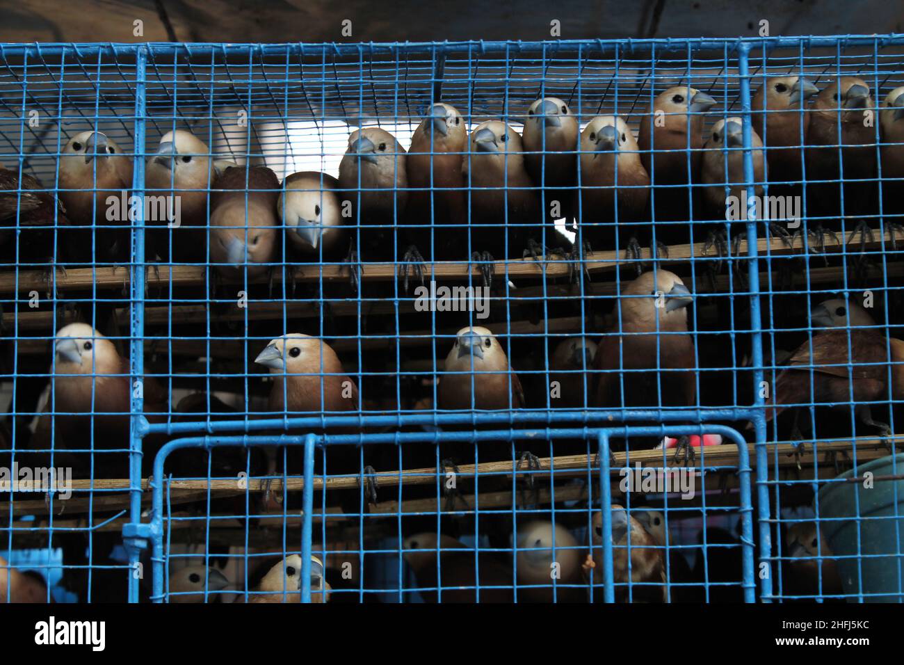 Vogel in einem Käfig auf dem Tiermarkt. Stockfoto