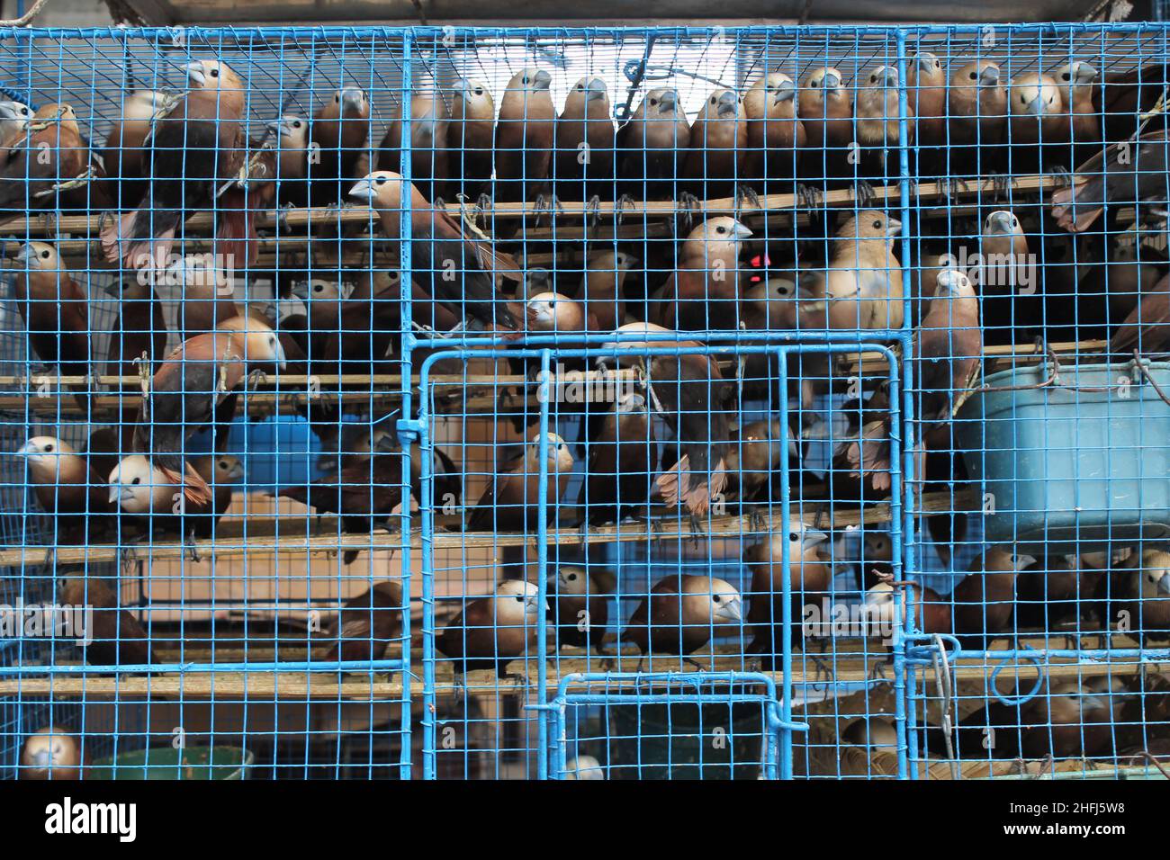 Vogel in einem Käfig auf dem Tiermarkt. Stockfoto