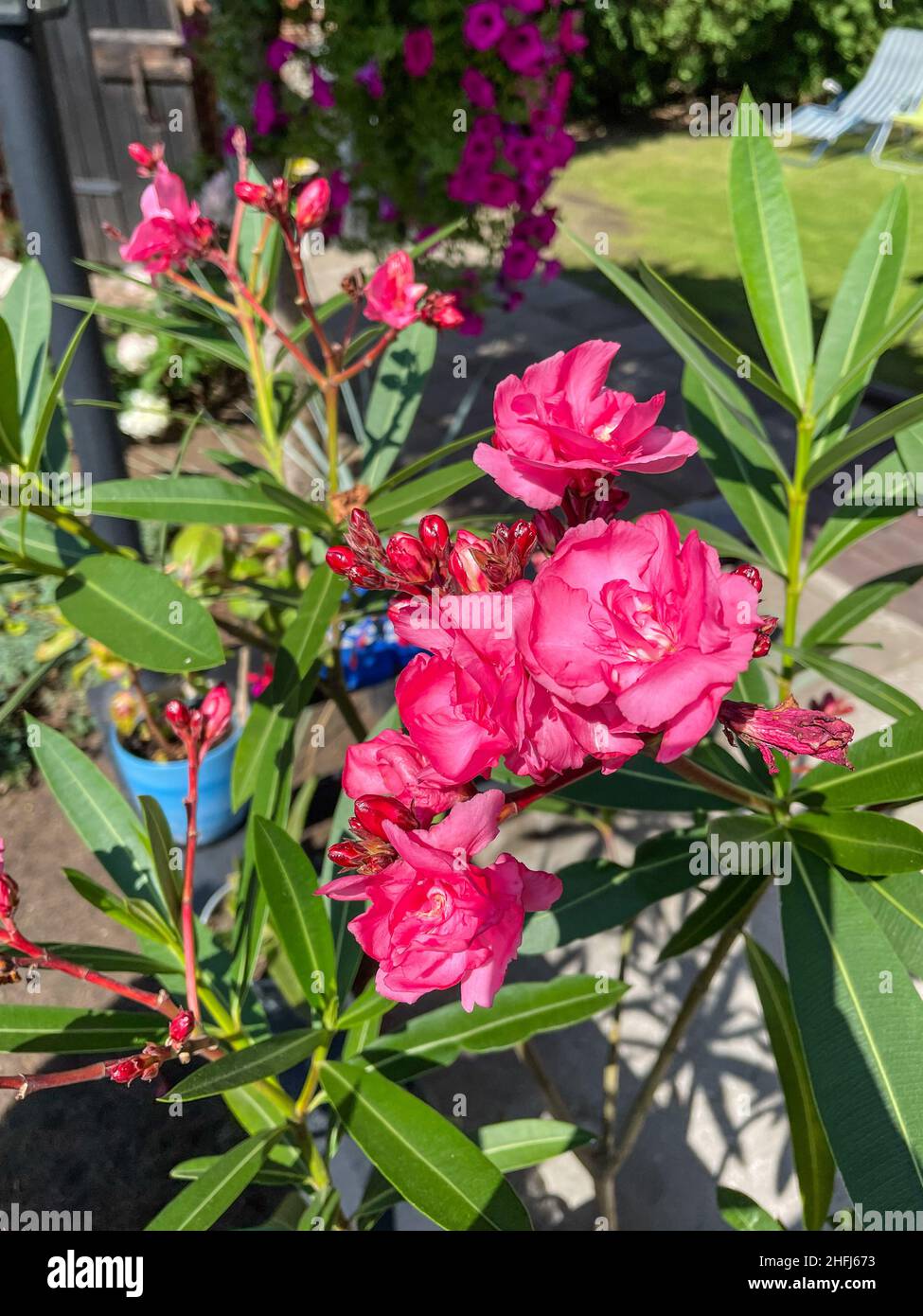 Nerium Oleander ist ein immergrüner Strauch oder kleiner Baum aus der