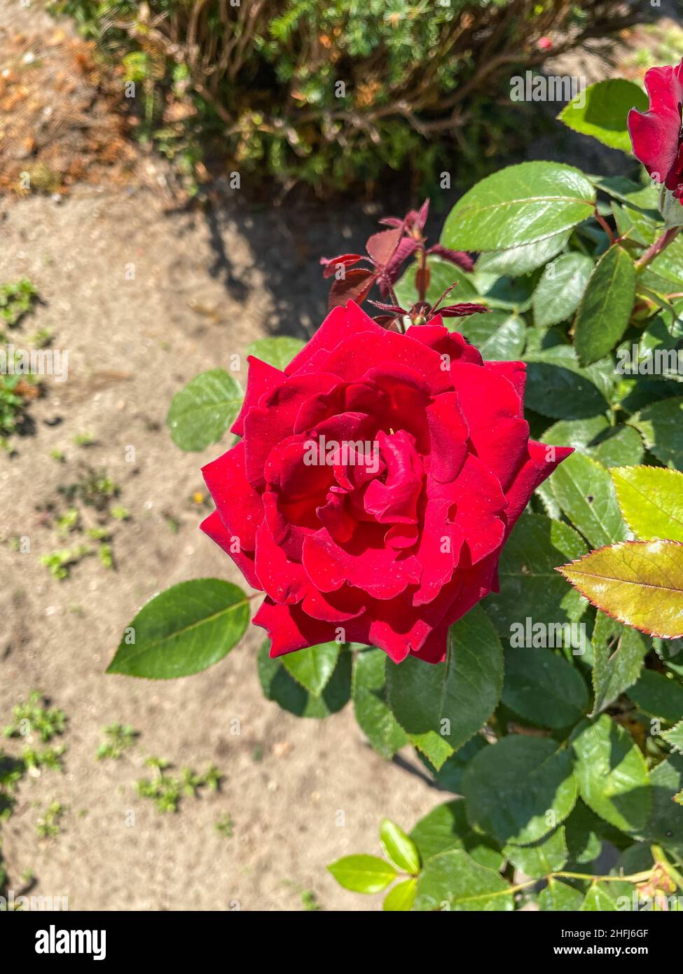 China Rose (Rosa chinensis) ist ein Mitglied der Gattung Rosa, die in den Provinzen Guizhou, Hubei und Sichuan im Südwesten Chinas beheimatet ist. Stockfoto