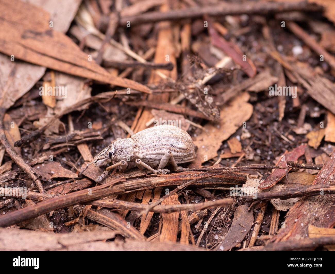 Australisches Wattle Pig Weevil Stockfoto