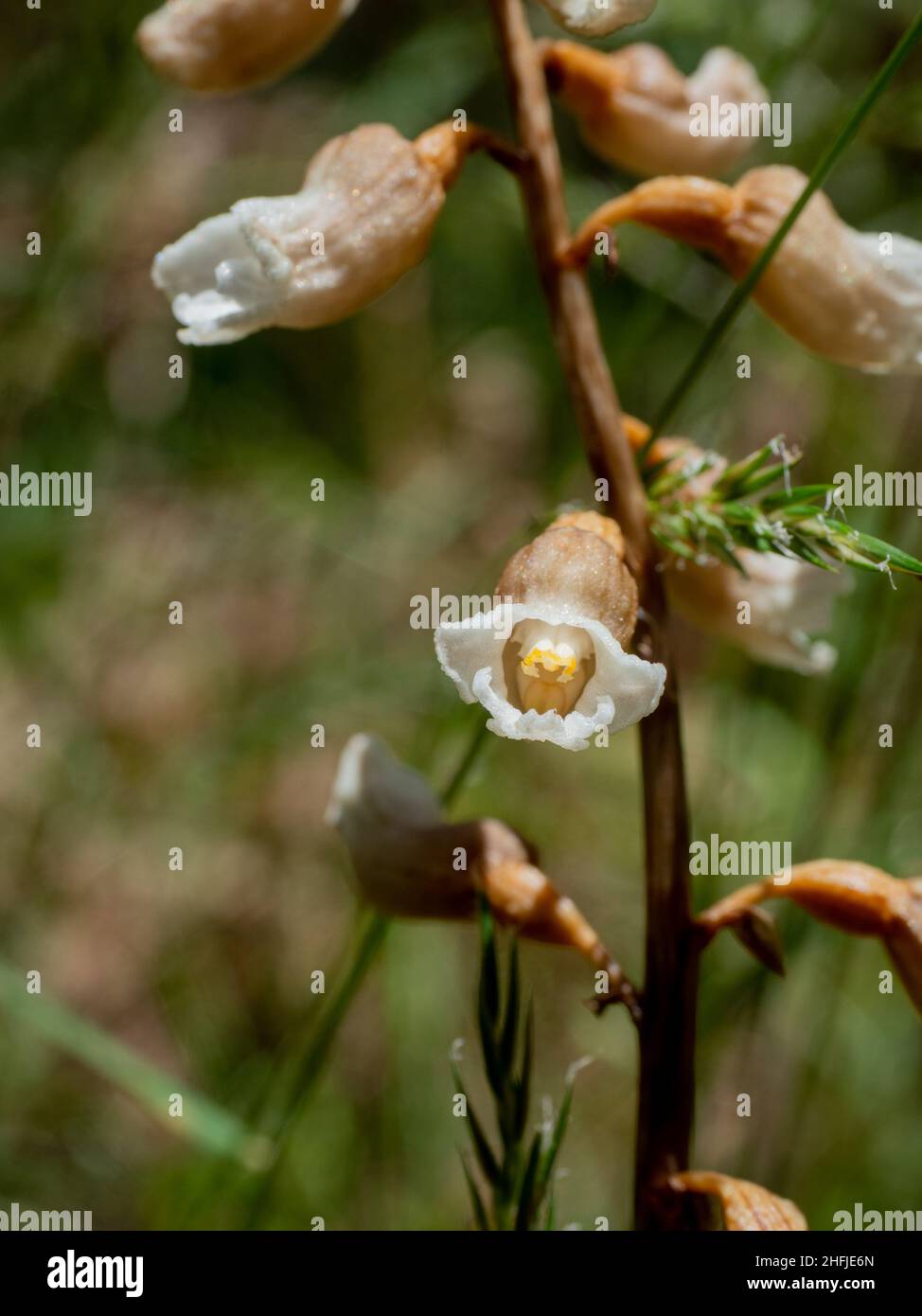 Cinnamon Bells Orchid (Gastrodia Sesamoides), Victoria, Australien Stockfoto