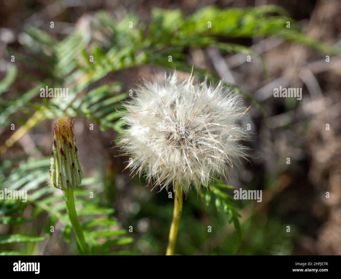 Löwenzahn Samen Kopf Stockfoto