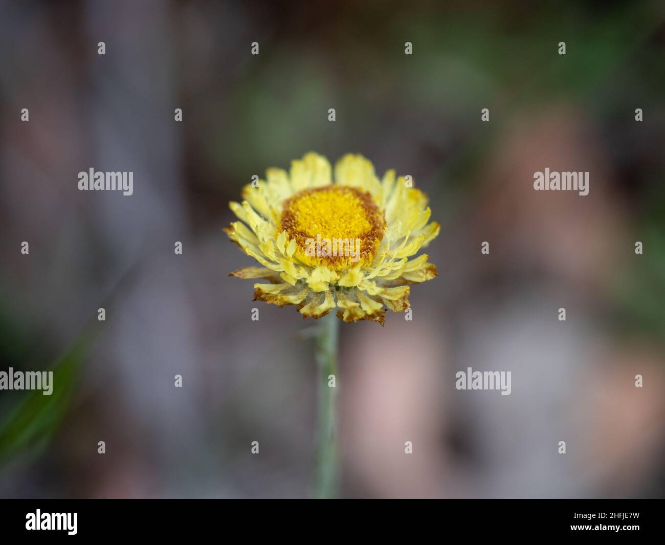 Blass Everlasting, (Button Everlasting, Yellow Paper-Daisy) Flower, Greens Bush, Australien Stockfoto