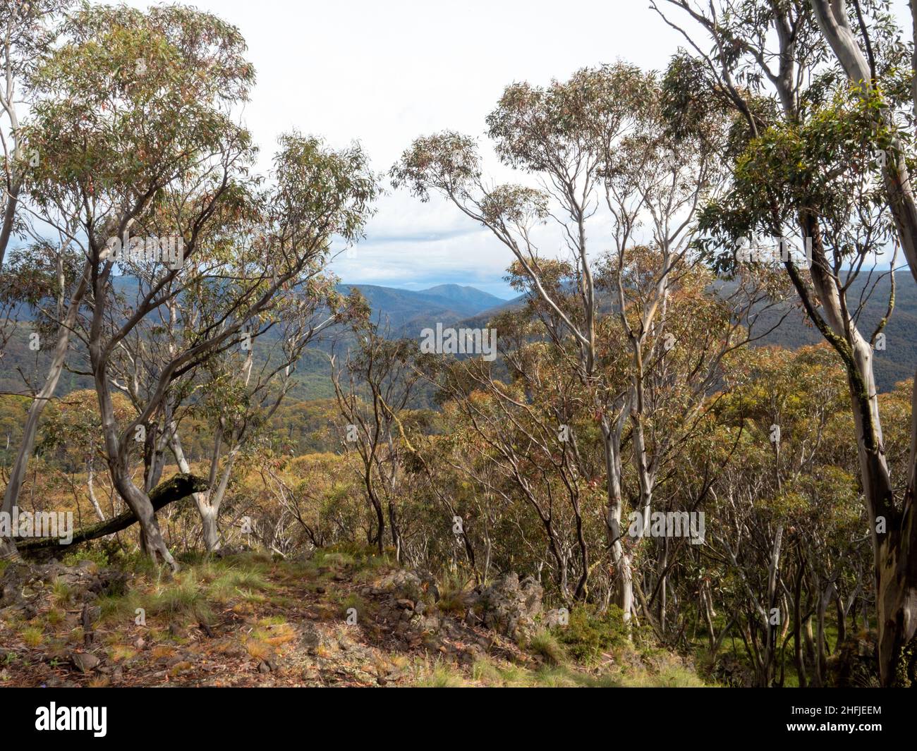 Der Blick auf den Wanderweg „Room with A View“ in Dinner Plain, Victoria, Australien. Stockfoto