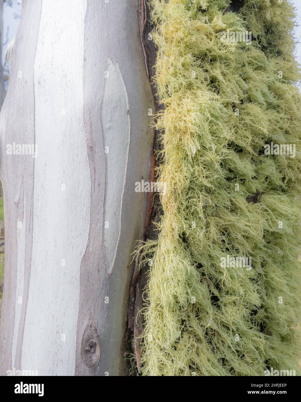 Fruticose Lichen wächst auf einem Baumstamm im alpinen Victoria, Australien Stockfoto