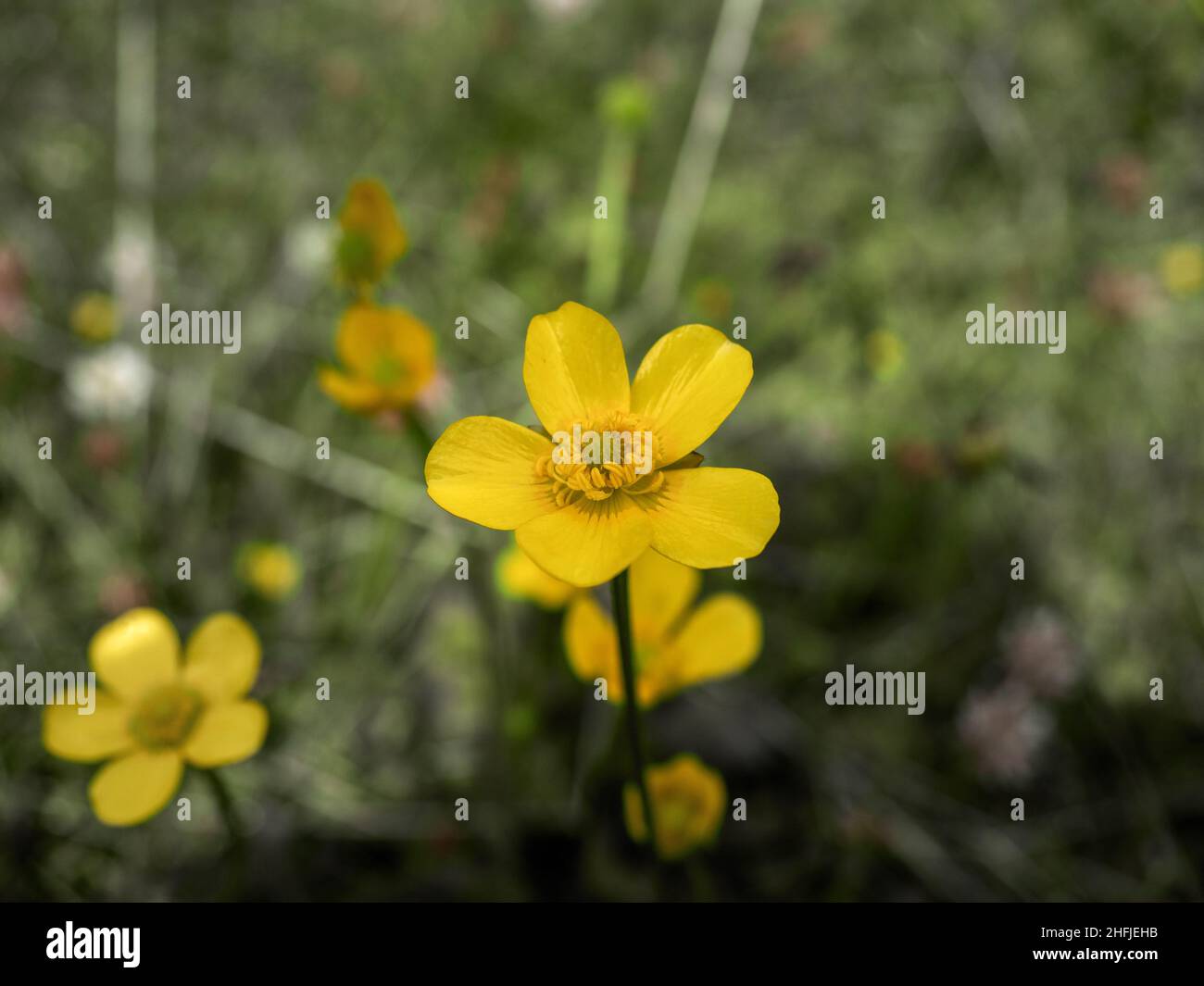 Australische Wildblume der gewöhnliche Schmetterling (Ranuculus lappaceus) Stockfoto