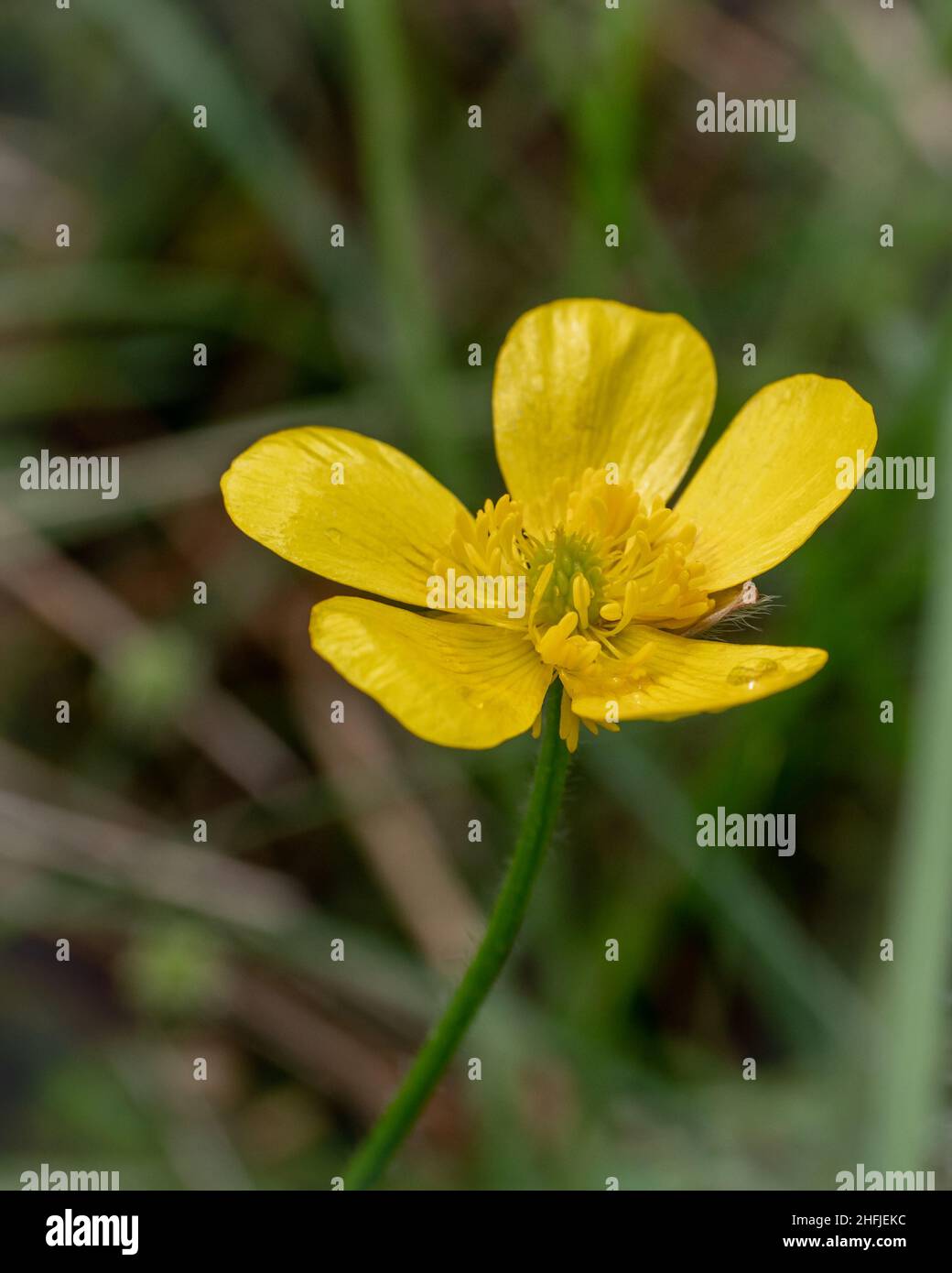 Australische Wildblume der gewöhnliche Schmetterling (Ranuculus lappaceus) Stockfoto