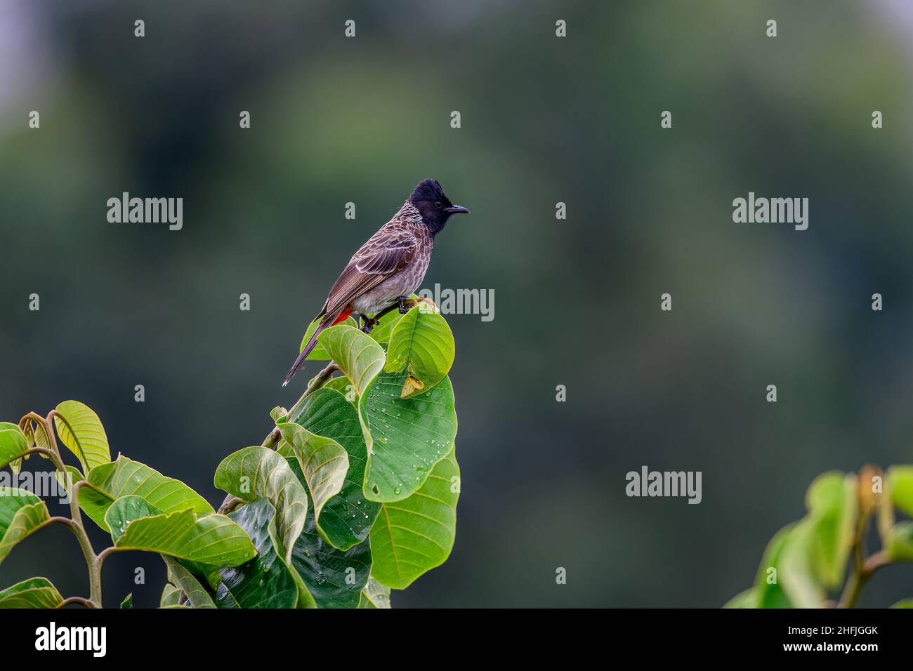 Rot-entlüftet Bulbul (Pycnonotus Cafer) ist Mitglied der Bülbül-Familie der passerine Vögel. Gefunden Sie am häufigsten in Indien. Stockfoto