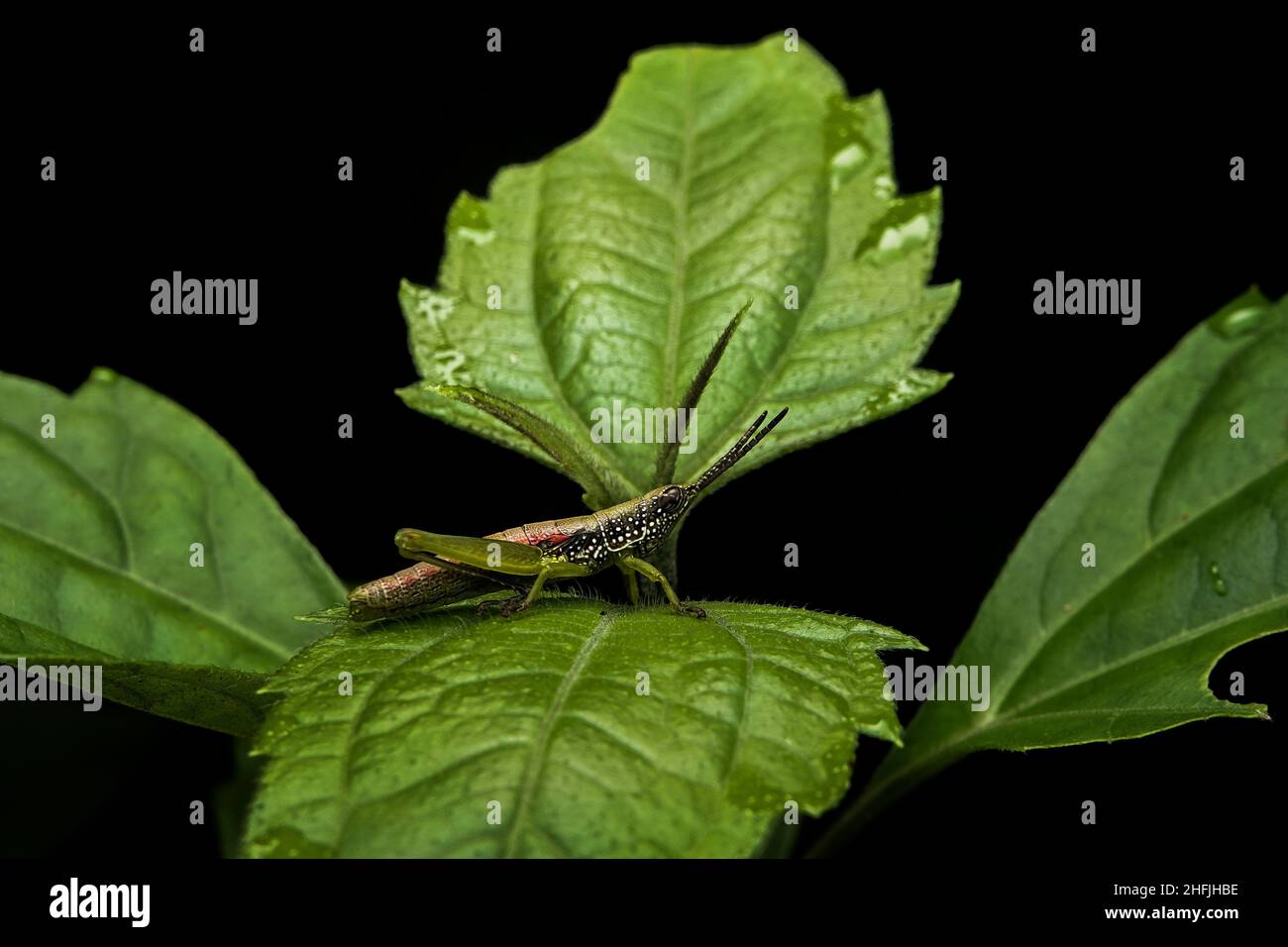 grasshopper-Fotografie, Makroaufnahmen, wunderschöne Naturszene. Nahaufnahme wunderschöne Wildtierkrekturen in ihrem natürlichen Lebensraum Wildnis Stockfoto