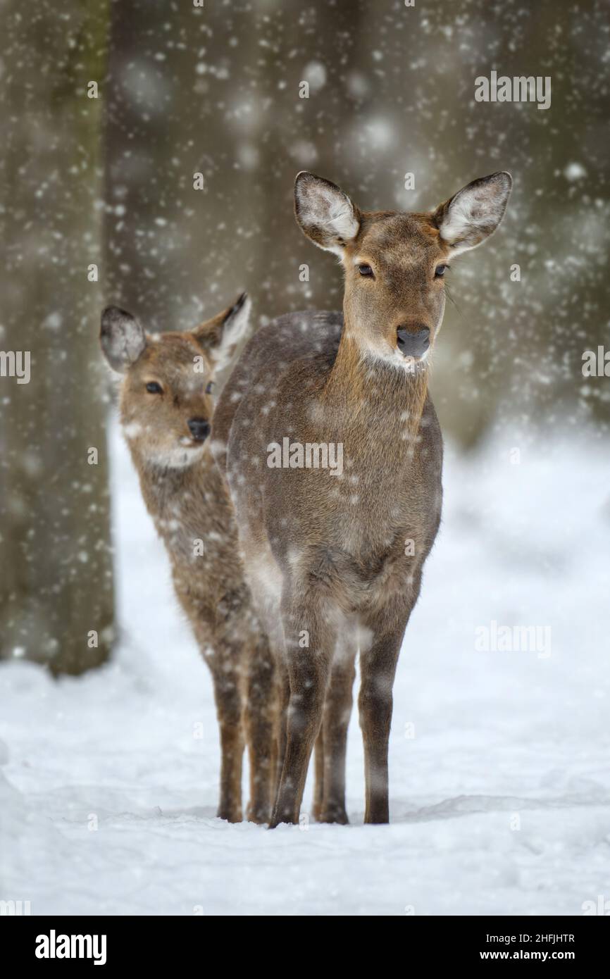 Zwei Hirsche im Winterwald. Tier in natürlichem Lebensraum. Wildtierszene Stockfoto