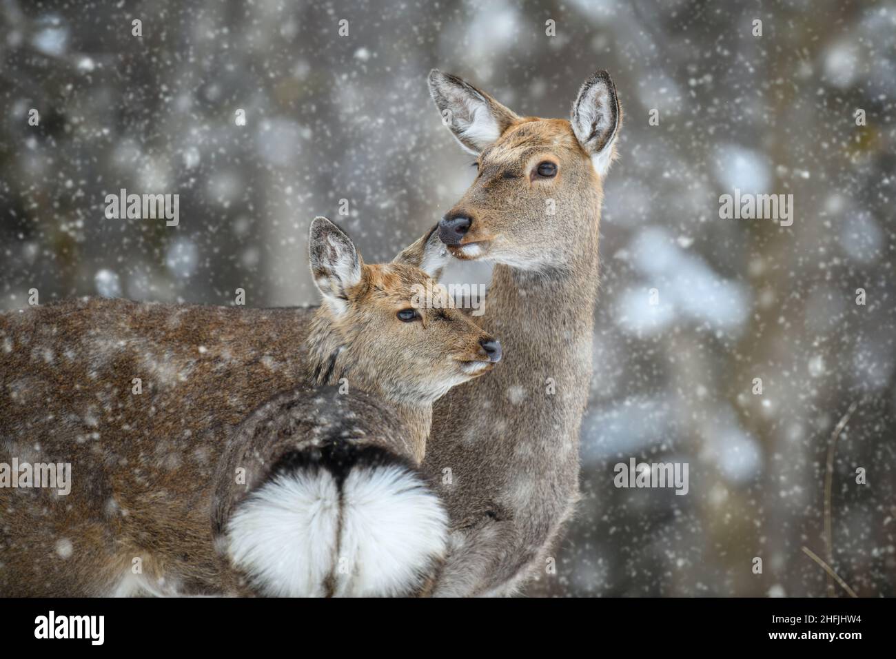 Zwei Hirsche im Winterwald. Tier in natürlichem Lebensraum. Wildtierszene Stockfoto