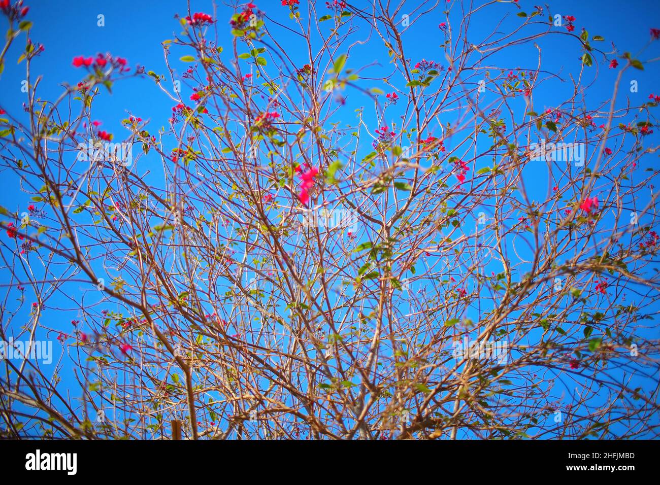 Junger Blütenbaum in der frühen Frühjahrssaison. Stockfoto