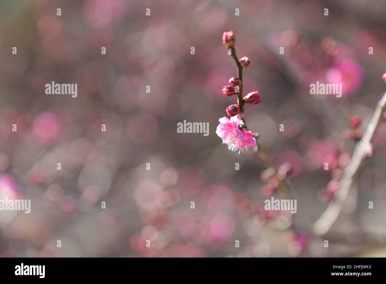 Japanische Aprikose (Ume), Odawara Castle Park, Odawara City, Präfektur Kanagawa, Japan Stockfoto