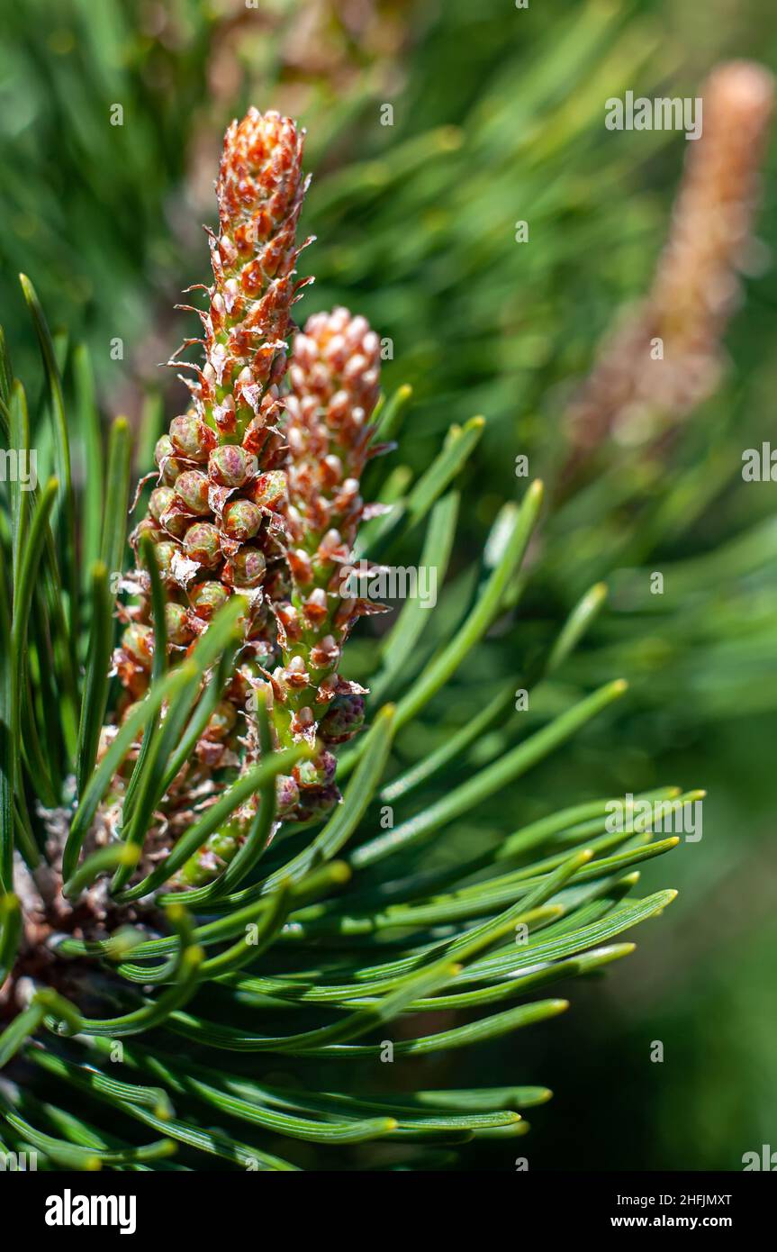 Bunte Kiefernzweige mit jungen Nadeln und Zapfen, Nahaufnahme, selektiver Fokus. Stockfoto