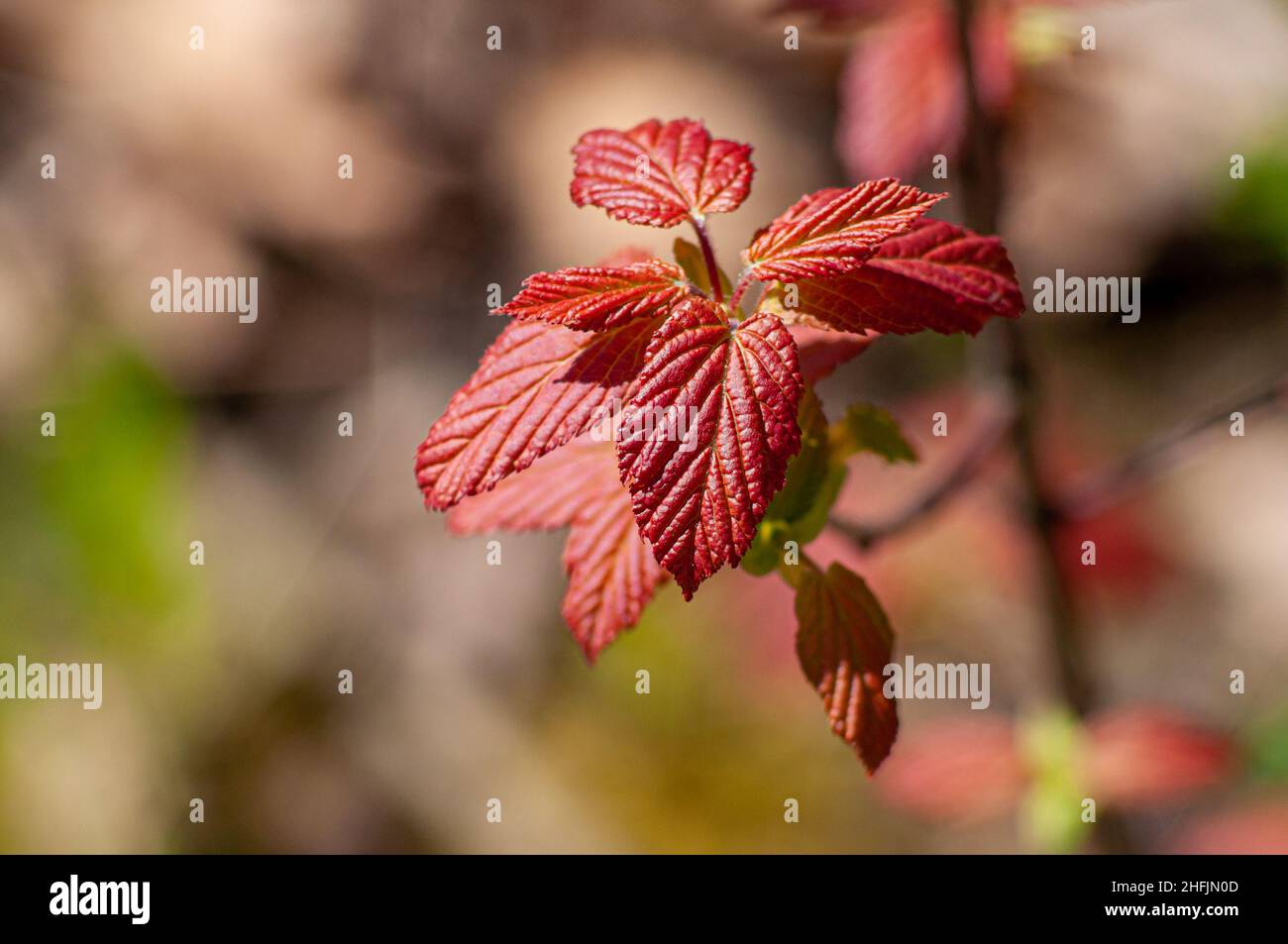 Rote junge Blätter im Frühling, beleuchtet von heller Sonne, Makrofoto, selektiver Fokus. Kontrast verschwommener Hintergrund zum Thema Natur. Stockfoto