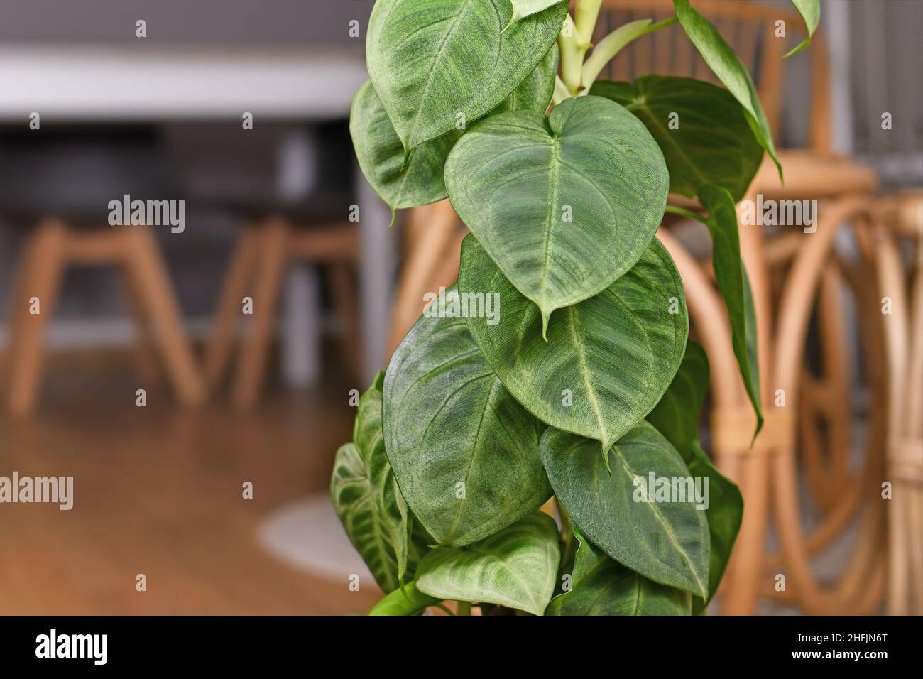 Exotische Zimmerpflanze „Syngonium macrophyllum Frosted Heart“ mit herzförmigen Blättern Stockfoto