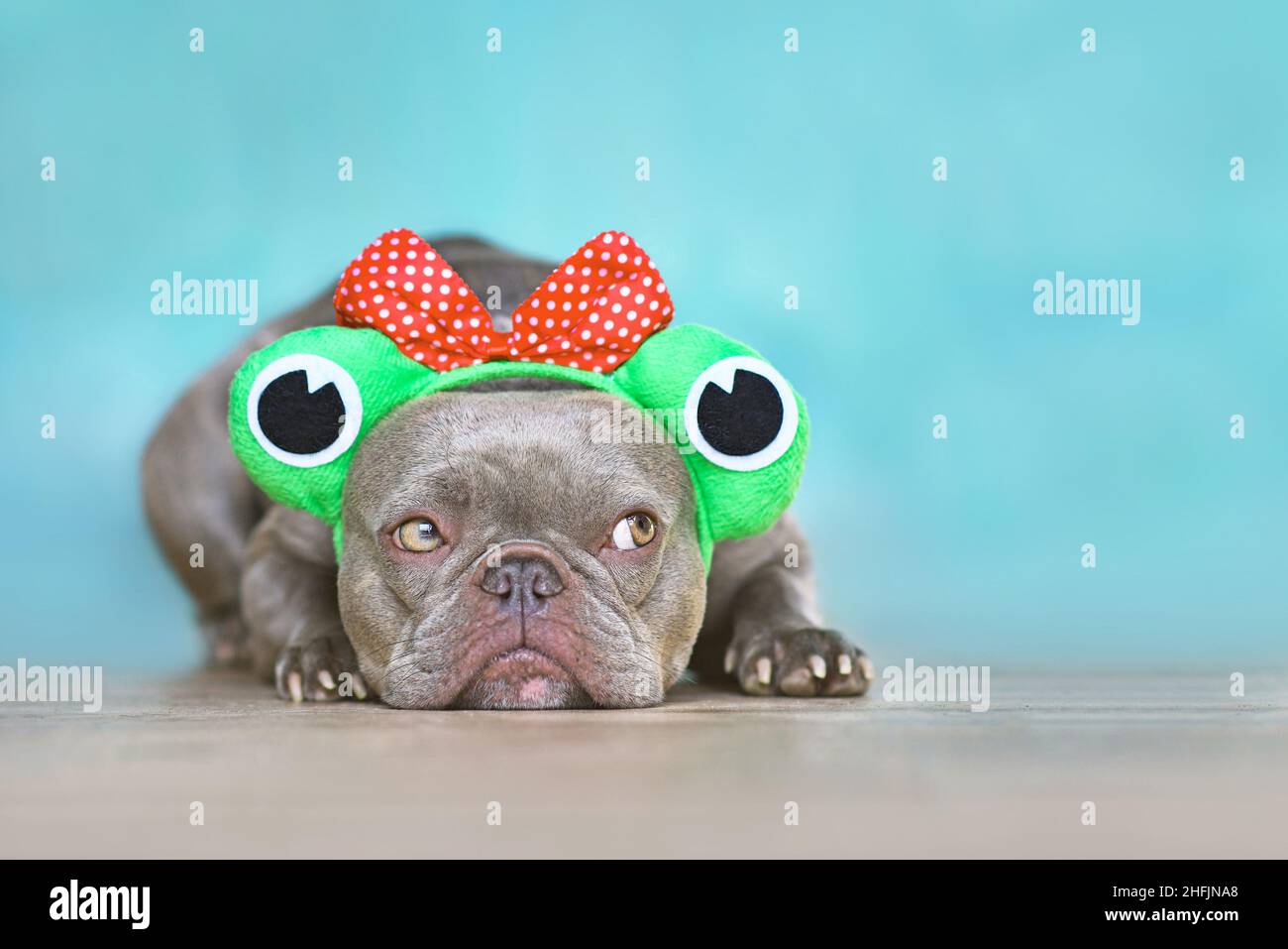 Niedlicher französischer Bulldogge Hund mit witzigem Frosch Kostüm Stirnband vor blauer Wand Stockfoto