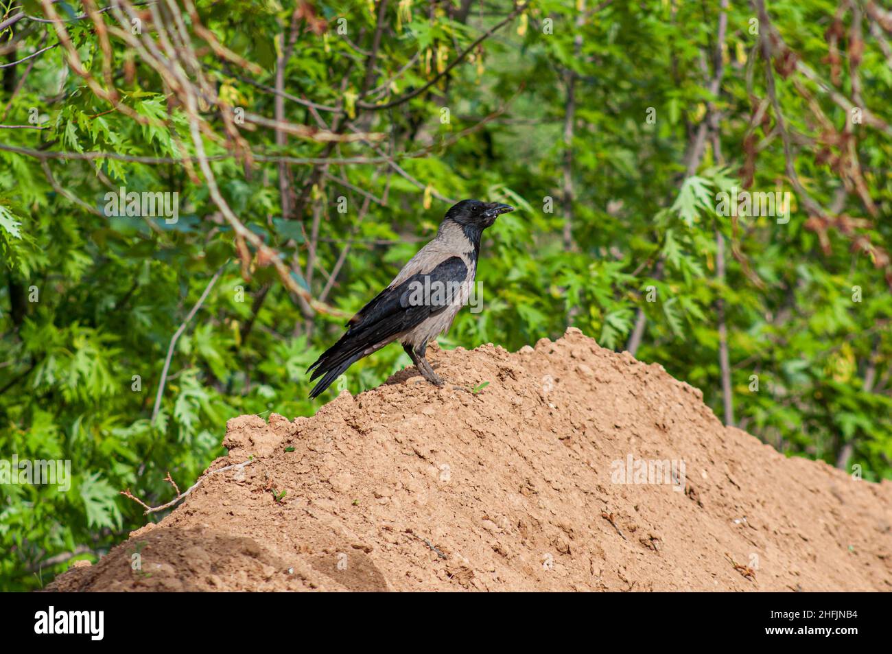 Eine Erwachsene Kapuzenkrähe, die auf einem Sandhaufen im Profil reitet. Grüner vegetativer Hintergrund, selektiver Fokus. Ein allesfressender Greifvogel auf der Erde. Stockfoto