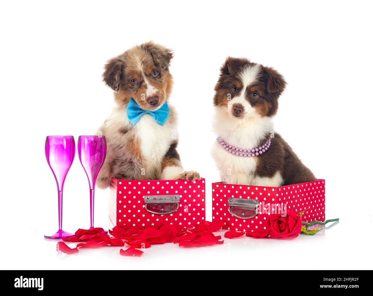 American Shepherds im Miniaturformat vor weißem Hintergrund Stockfoto