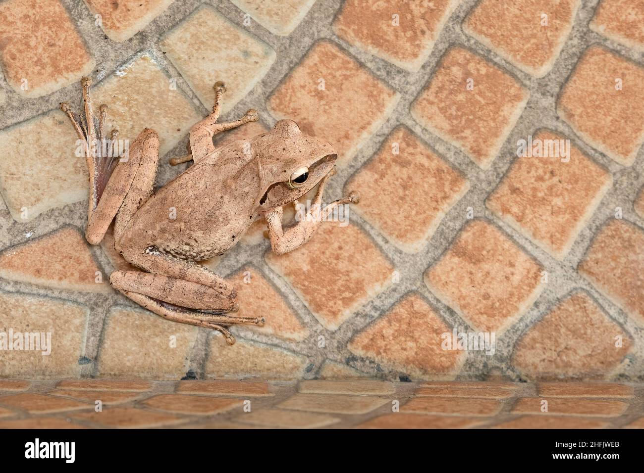 Gewöhnlicher Baumfrosch, der auf Wandfliesen steht Stockfoto