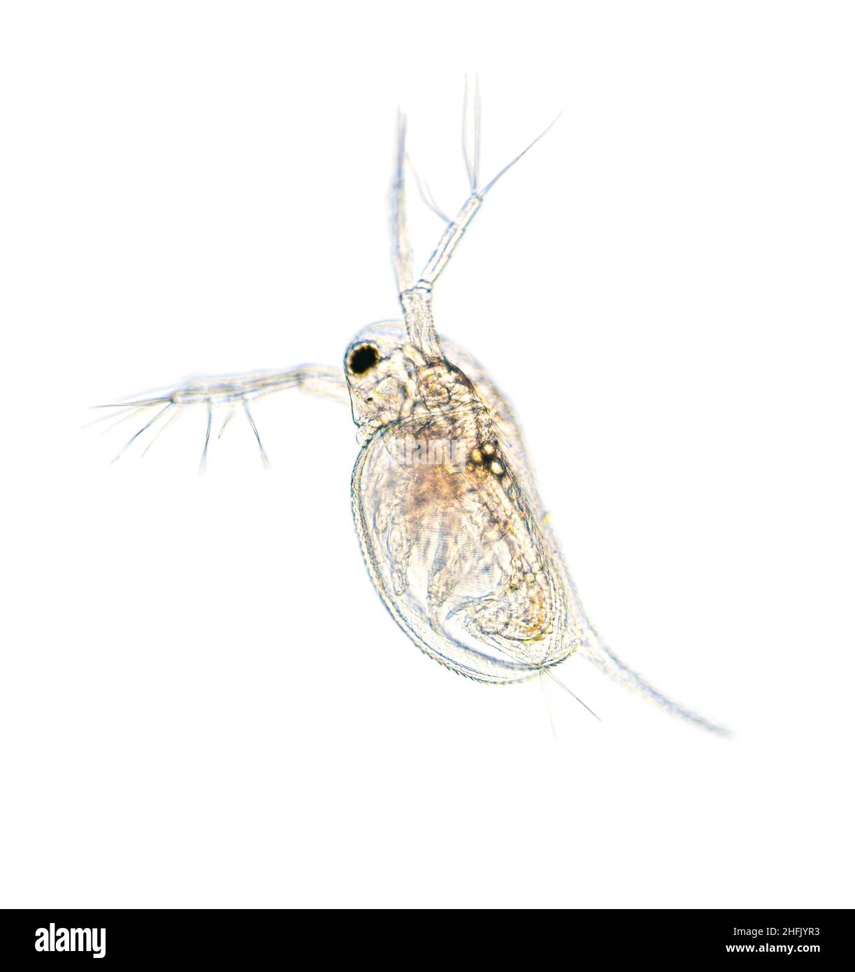 Mikroskopische Aufnahme des Zooplankton-Wassers Flea Daphnia Stockfoto