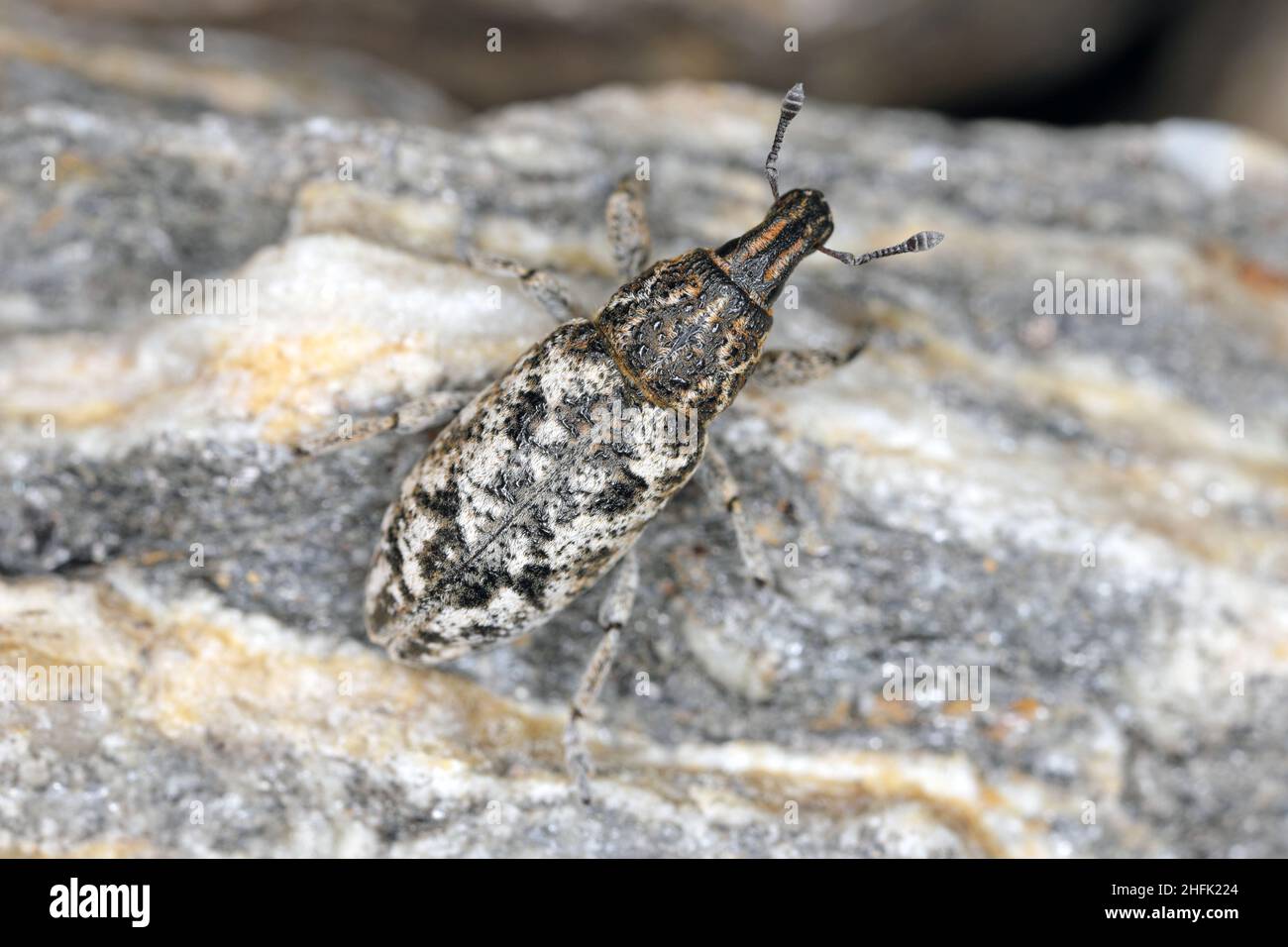 Cyphocleonus dealbatus ist eine Art von echtem Weevil aus der Familie Curculionidae. Stockfoto