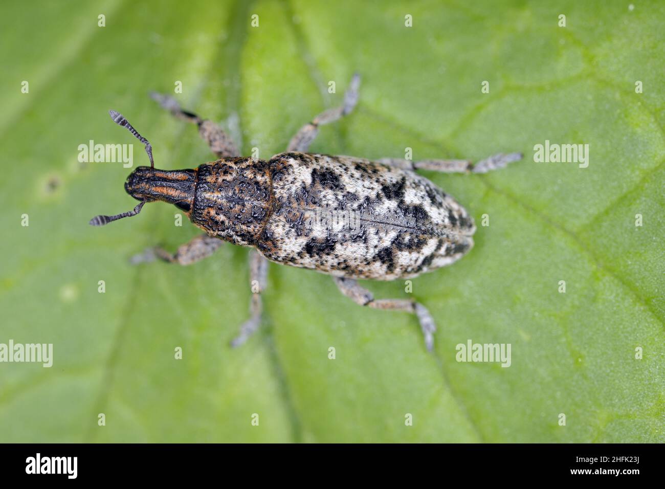 Cyphocleonus dealbatus ist eine Art von echtem Weevil aus der Familie Curculionidae. Stockfoto