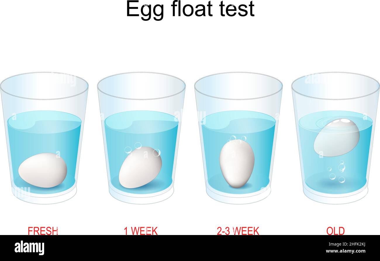 Test zum Schweben von Eiern. Wie man das Alter der Eier testet. Experiment darüber, warum schlechte Eier schwimmt und gute Eier sinken. vektorgrafik Stock Vektor