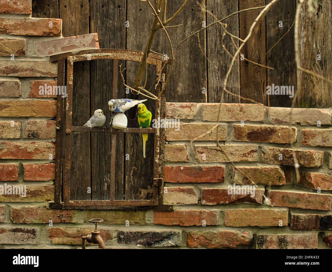 Budgies in dekorativer Umgebung spielen, essen und kuscheln. Sittiche in kräftigen Farben. Die kleinen Vögel sind sehr anhänglich und neugierig. Stockfoto